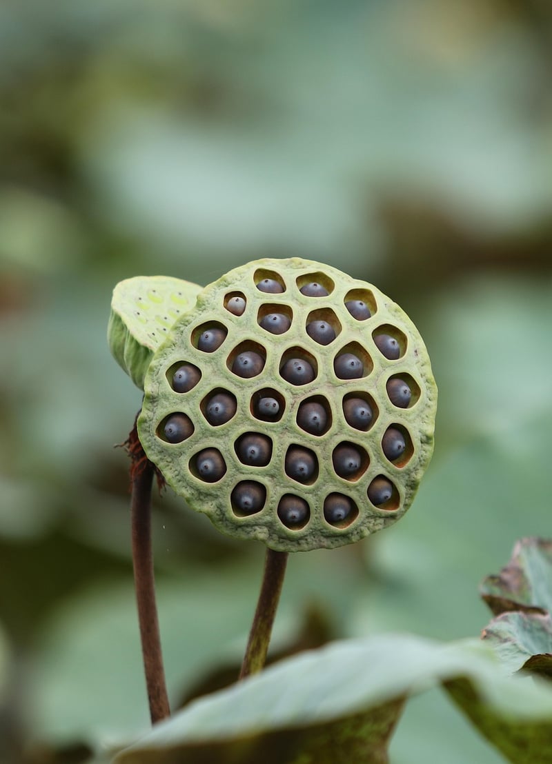 Temporal Pods